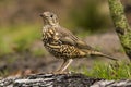 Thrush Bird, Turdidae, Muscicapidae Royalty Free Stock Photo