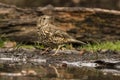 Thrush Bird, Turdidae, Muscicapidae