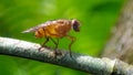 TheÂ muscid flyÂ orÂ orange muscid fly Royalty Free Stock Photo