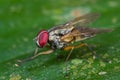 a Muscidae cf myospila fly on a green leaf Royalty Free Stock Photo