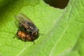 Muscidae fly Royalty Free Stock Photo