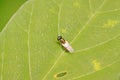 muscidae insects on plant Royalty Free Stock Photo