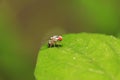 muscidae insects on plant Royalty Free Stock Photo