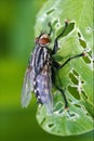 Muscidae musca domestica in a leaf Royalty Free Stock Photo