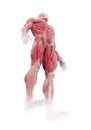 Muscle anatomy Royalty Free Stock Photo
