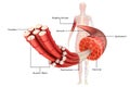 Muscle Anatomy Royalty Free Stock Photo