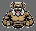 Muscle angry bulldog