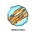 Muscle cells color line icon. Microorganisms microbes, bacteria.