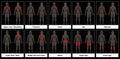 Muscle Chart Female Body Parts Black Background