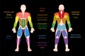 Muscle Chart Male Body Colored Muscles