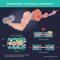 The muscle contraction as a result of Nerve impulses set off a biochemical reaction that causes myosin to stick to actin. Human