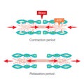 Muscle contraction. Human body infographic Royalty Free Stock Photo