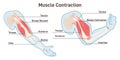 Muscle contraction mechanism. Muscles work principle scheme