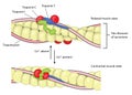 Muscle contraction and relaxation Royalty Free Stock Photo