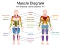 Muscle Diagram Female Body Names Royalty Free Stock Photo