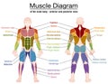 Muscle Diagram Male Body Names Royalty Free Stock Photo