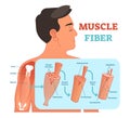 Muscle fiber anatomical vector illustration, medical education information. Royalty Free Stock Photo