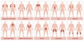 Muscle Groups Chart Royalty Free Stock Photo