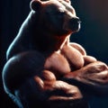 Muscle, gym bear portrait. Bodybuilder wild polar bear, fit and strong mascot.