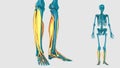 Muscle of leg on a white background - 3D model