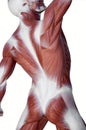 Muscle man anatomy Royalty Free Stock Photo