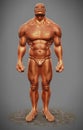 Muscle man figure front view Royalty Free Stock Photo