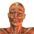 Muscle man's face front view