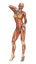 Muscle Maps