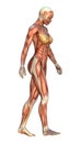 Muscle Maps