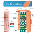 Muscle membrane vector illustration. Labeled scheme with myofibril, disc, zone, line and band. Anatomical mitochondria diagram.