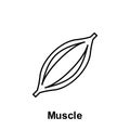 Muscle, organ icon. Element of human organ icon. Thin line icon for website design and development, app development. Premium icon
