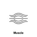 Muscle, organ icon. Element of human organ icon. Thin line icon for website design and development, app development. Premium icon