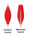 Muscle shape illustration ( fusiform muscle and bipennate muscle Royalty Free Stock Photo