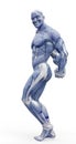 Muscleman anatomy heroic body doing a bodybuilder pose eight in white background Royalty Free Stock Photo