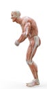 Muscleman anatomy heroic body doing a bodybuilder pose seven in white background