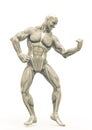 Muscleman anatomy heroic body doing a bodybuilder pose six in white background