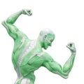 Muscleman anatomy heroic body doing a bodybuilder pose two in white background close up rear view