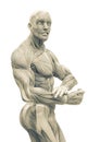 Muscleman anatomy heroic body doing a bodybuilder pose in white background