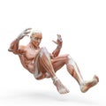 Muscleman anatomy heroic body doing a falling pose one in white background