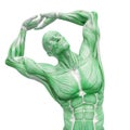 Muscleman anatomy heroic body doing a stretch in white background