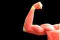 Muscles Royalty Free Stock Photo