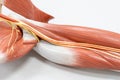 Muscles of the arm for anatomy education