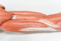 Muscles of the arm for anatomy education