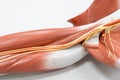 Muscles of the arm for anatomy education