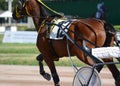 Muscles on a brown horse trotter breed. Harness horse racing in details. Royalty Free Stock Photo