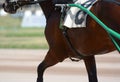 Muscles on a brown horse trotter breed. Harness horse racing in details. Royalty Free Stock Photo