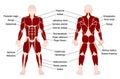 Muscles Chart Description Muscular Body Man Royalty Free Stock Photo