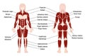 Muscles Chart Description Muscular Body Woman Royalty Free Stock Photo