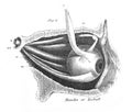 Muscles of eyeball in the old book The Encyclopaedia Britannica, vol. 1, by C. Blake, 1875, Edinburgh Royalty Free Stock Photo