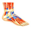 Muscles of the foot Royalty Free Stock Photo